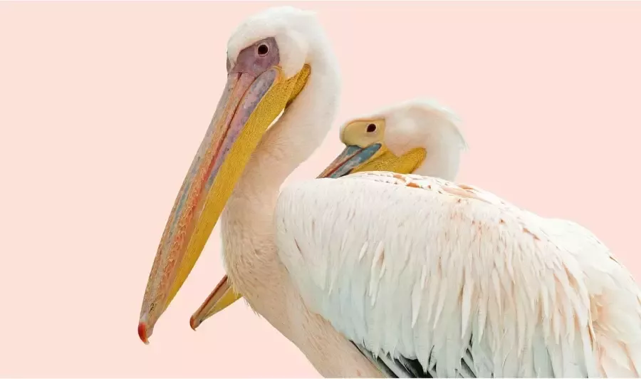 Goossens Schilderij Pink Pelican 70 x 118 cm