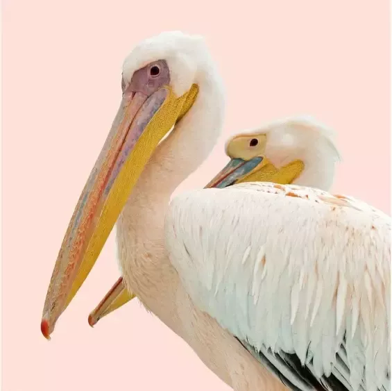 Goossens Schilderij Pink Pelican 74 x 74 cm - Foto 1