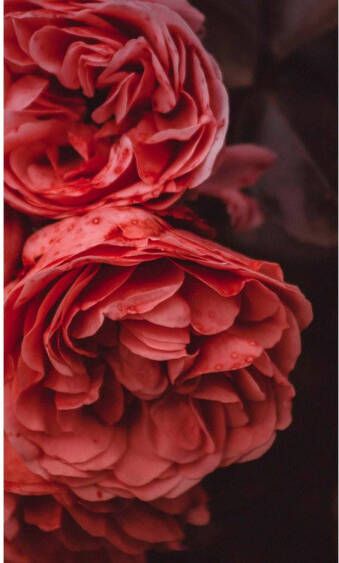 Goossens Schilderij Rose Garden 70 x 118 cm - Foto 1