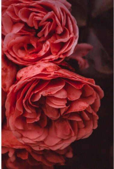 Goossens Schilderij Rose Garden 98 x 148 cm - Foto 1