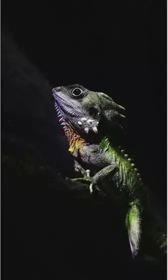 Goossens Schilderij The Colours 70 x 118 cm