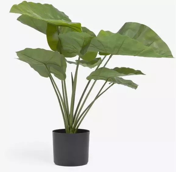 Kave Home Kunstmatige Alocasia Odora met zwarte plantenpot 57 cm - Foto 1