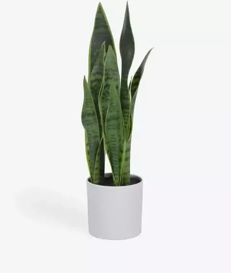 Kave Home Kunstmatige Sansevieria met witte plantenpot 55 cm - Foto 1
