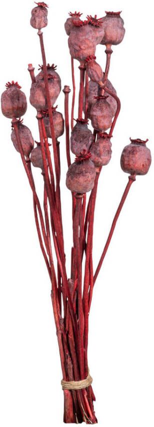 Leen Bakker Droogbloemen Bunch Papaver Holland roze 58 cm