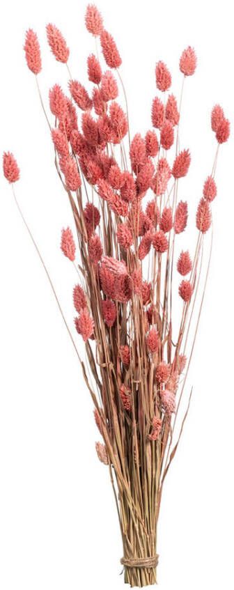 Leen Bakker Droogbloemen Bunch Phalaris Nature roze 76 cm