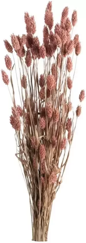 Leen Bakker Droogbloemen Bunch Phalaris roze 75 cm