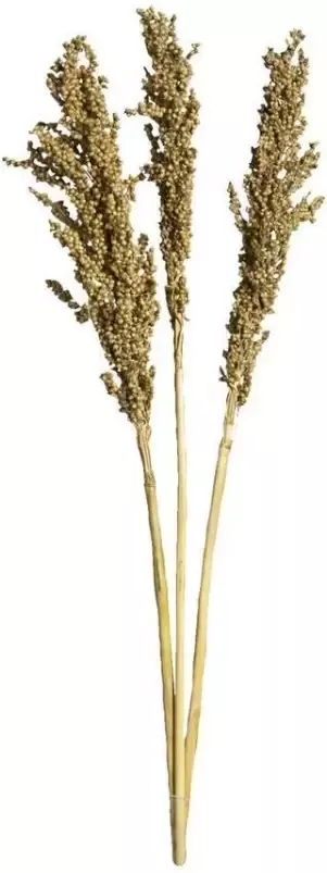 Leen Bakker Droogbloemen Indian Corn 3 stuks- goudkleurig 70 cm - Foto 1