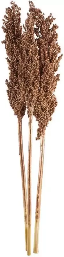 Leen Bakker Droogbloemen Indian Corn 3 stuks koperkleurig 70 cm