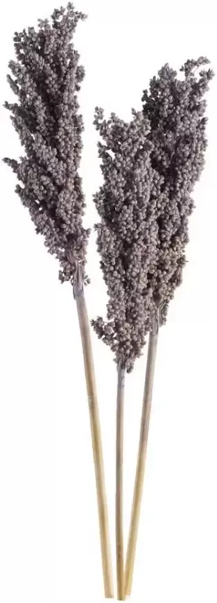 Leen Bakker Droogbloemen Indian Corn lavendelkleur 72 cm
