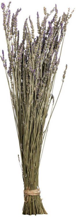 Leen Bakker Droogbloemen Lavendel paars 58 cm