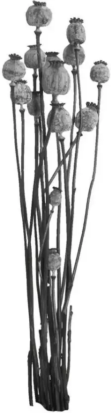 Leen Bakker Droogbloemen Papaver zwart 58 cm