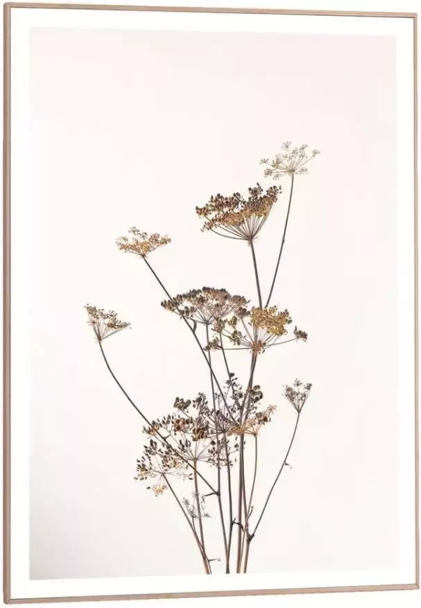 Reinders! Wanddecoratie Ingelijste print berenklauw natuur plant gedroogd bloemen - Foto 5