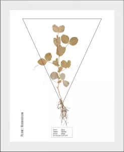 Andas Wanddecoratie Plant Clover Plant Clover Trifolium met frame