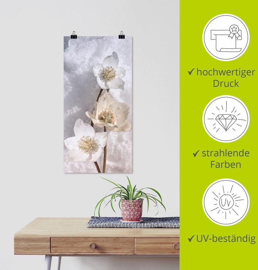 Artland Artprint Christrose in de sneeuw als artprint op linnen poster in verschillende formaten maten - Foto 3