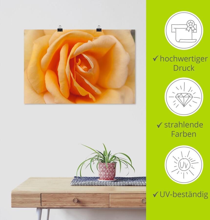 Artland Artprint Fijne roos in oranje als artprint op linnen poster in verschillende formaten maten - Foto 3