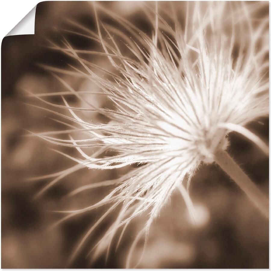 Artland Artprint Licht als een veertje als artprint op linnen poster in verschillende formaten maten