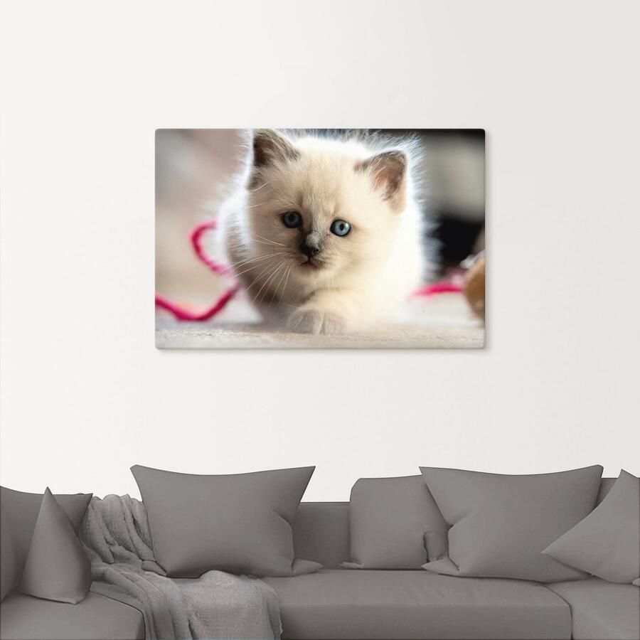 Artland Artprint op linnen Heilige Birma spelende kat