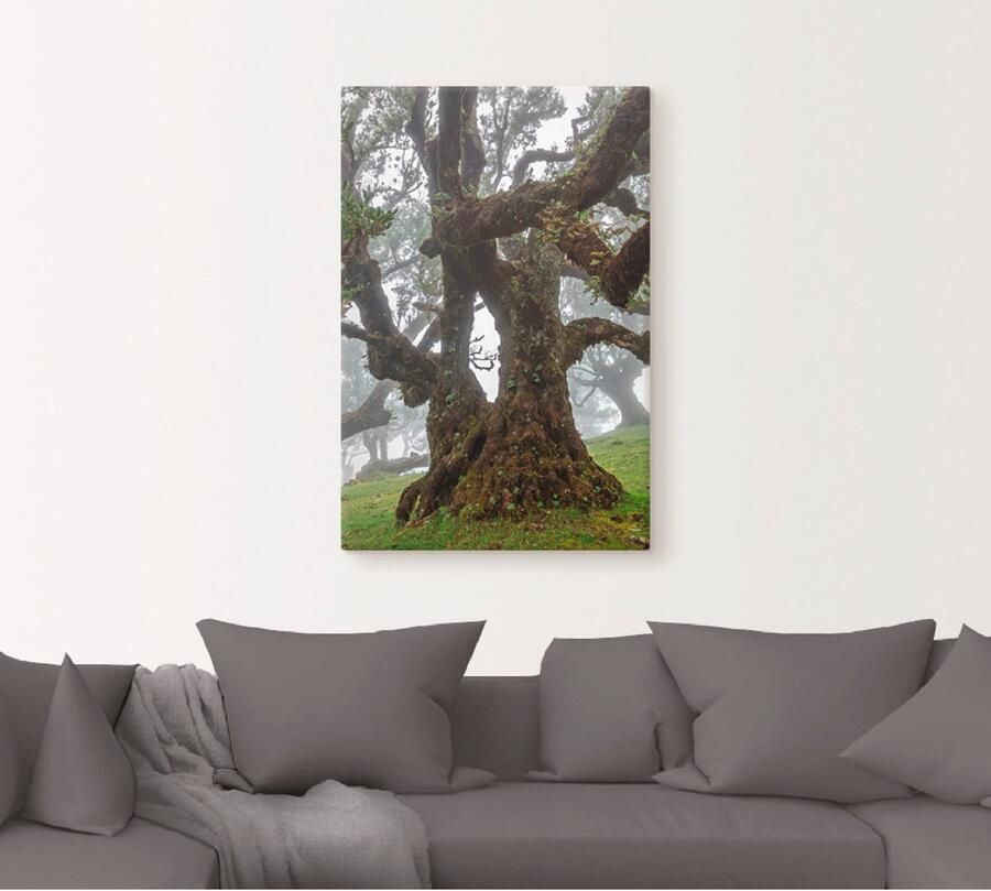 Artland Artprint Oude laurierboom als artprint op linnen poster in verschillende formaten maten - Foto 4