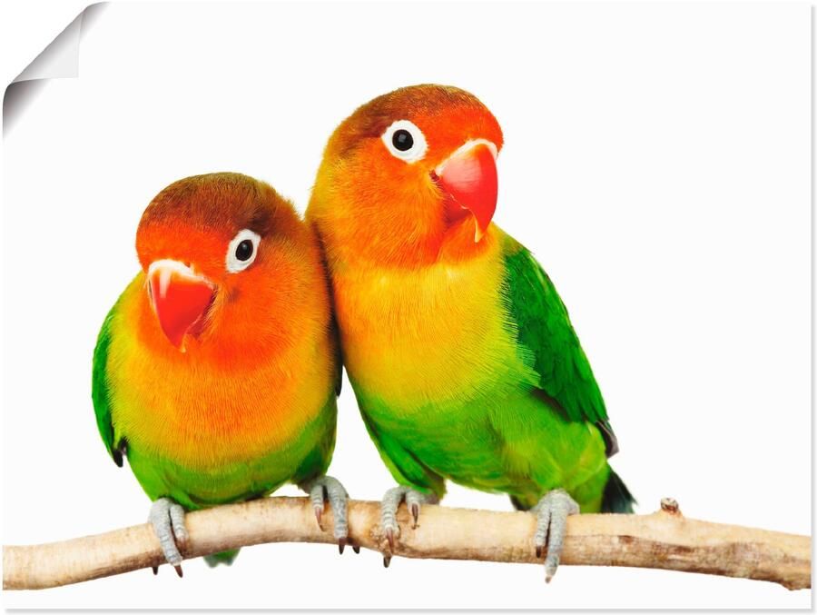 Artland Artprint Paar grijskop papegaaien als artprint op linnen poster muursticker in verschillende maten - Foto 6