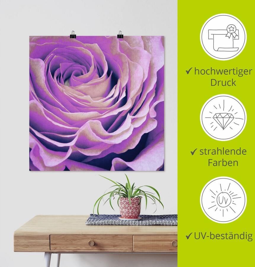 Artland Artprint Paars Roos als artprint op linnen poster in verschillende formaten maten - Foto 3