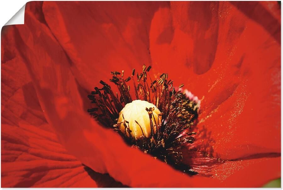 Artland Artprint Rode klaproos als artprint van aluminium artprint op linnen muursticker of poster in verschillende maten - Foto 6