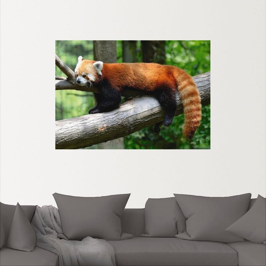 Artland Artprint Rode panda als poster muursticker in verschillende maten - Foto 3