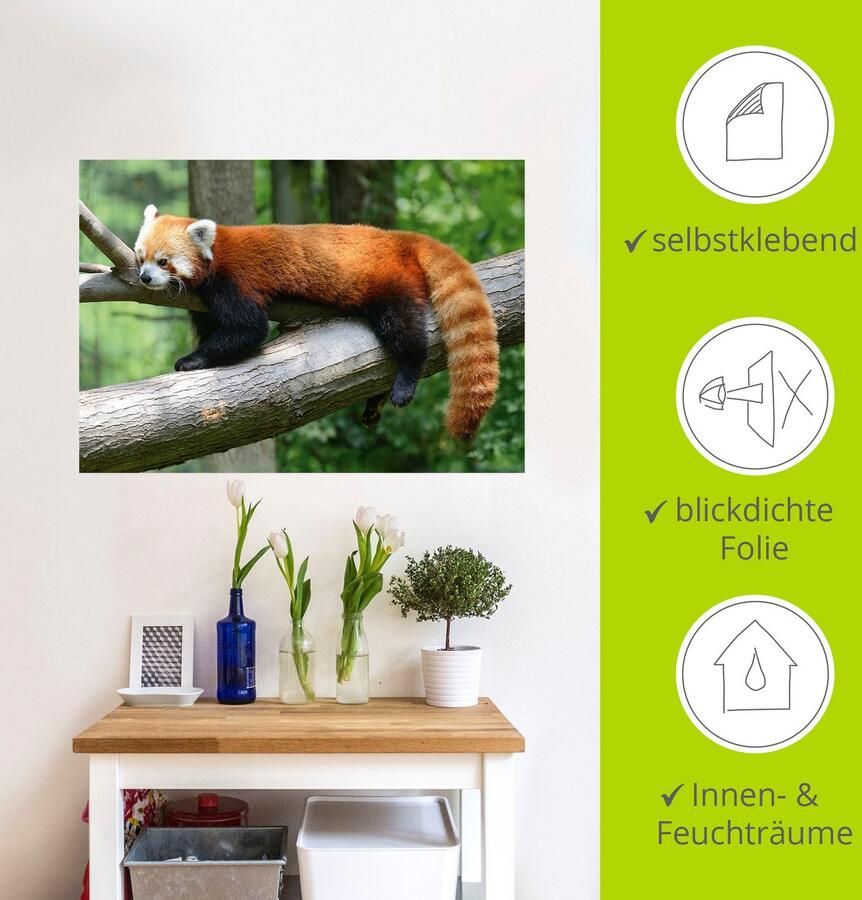 Artland Artprint Rode panda als poster muursticker in verschillende maten - Foto 5