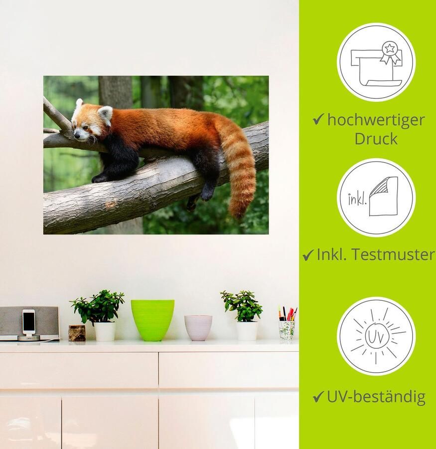 Artland Artprint Rode panda als poster muursticker in verschillende maten - Foto 4