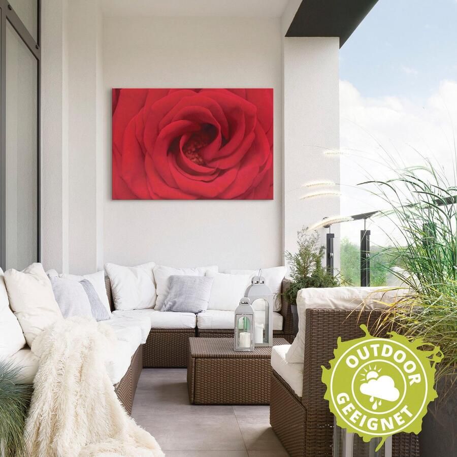 Artland Artprint Rode roos als artprint van aluminium artprint voor buiten artprint op linnen in verschillende maten - Foto 2