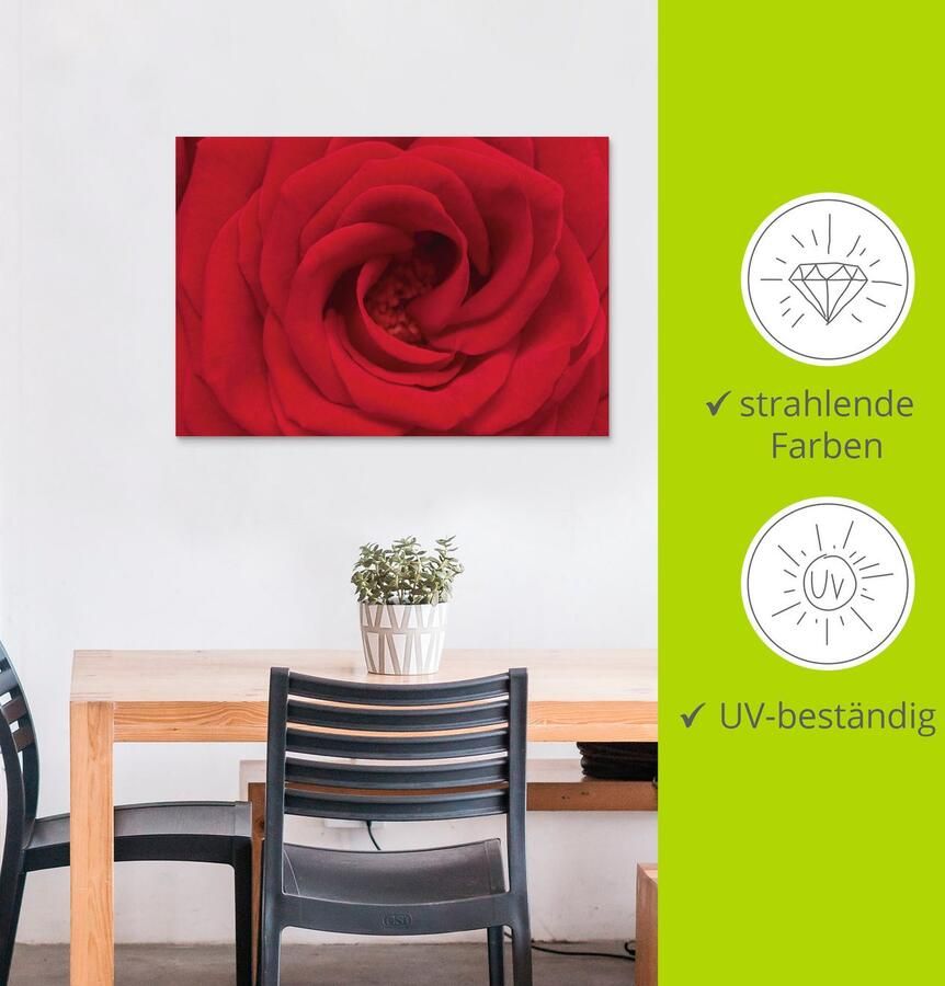 Artland Artprint Rode roos als artprint van aluminium artprint voor buiten artprint op linnen in verschillende maten - Foto 3