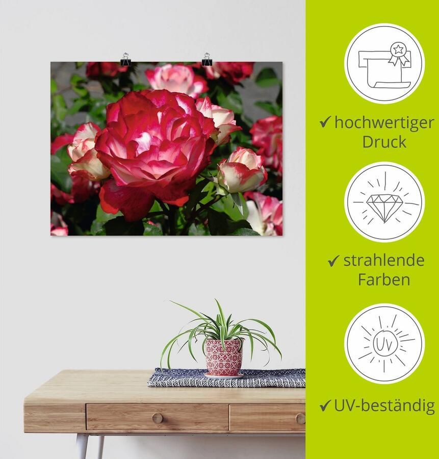 Artland Artprint Rood witte roos als poster muursticker in verschillende maten - Foto 3