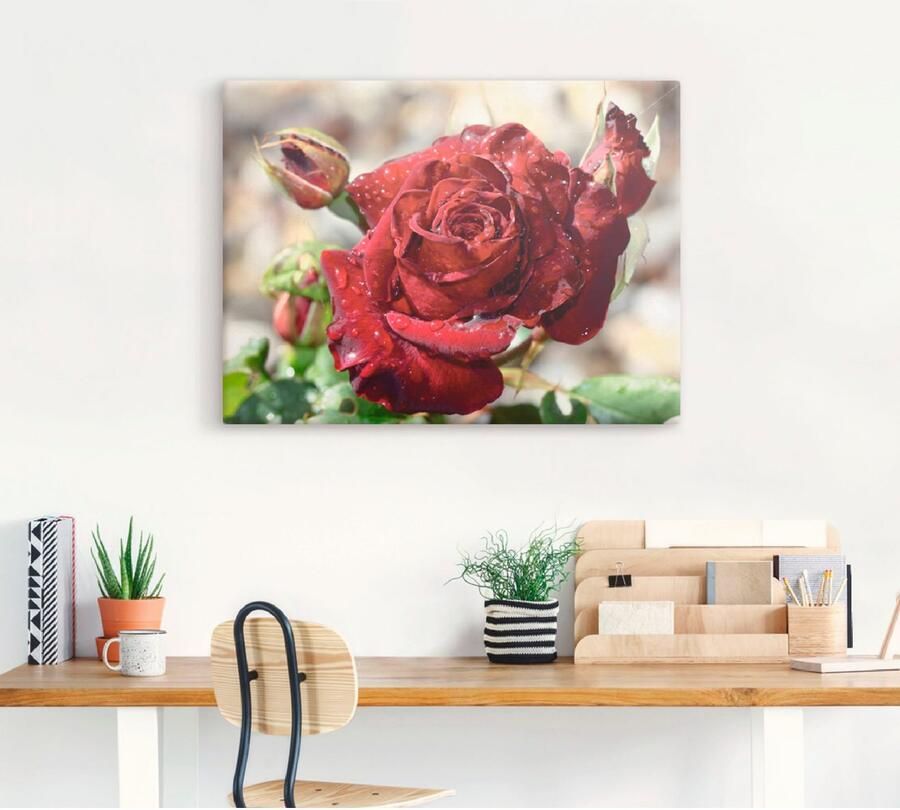 Artland Artprint Roos met druppels als artprint op linnen poster muursticker in verschillende maten - Foto 4