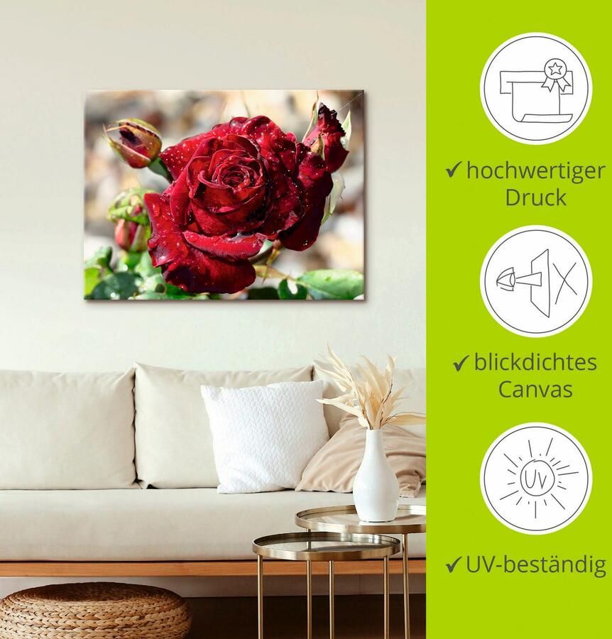 Artland Artprint Roos met druppels als artprint op linnen poster muursticker in verschillende maten - Foto 3