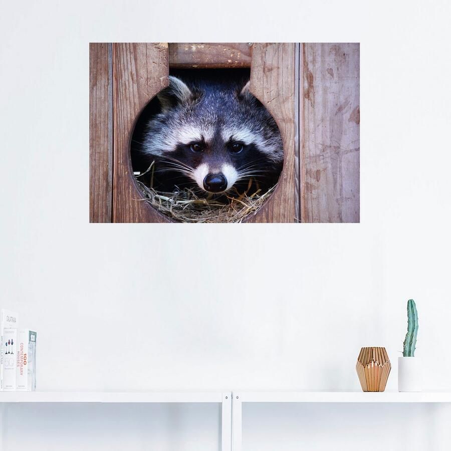 Artland Artprint Schattige kleine wasbeer als artprint op linnen muursticker in verschillende maten