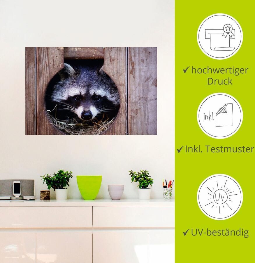 Artland Artprint Schattige kleine wasbeer als artprint op linnen muursticker in verschillende maten - Foto 2