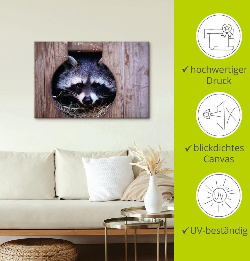 Artland Artprint Schattige kleine wasbeer als artprint op linnen muursticker in verschillende maten - Foto 2