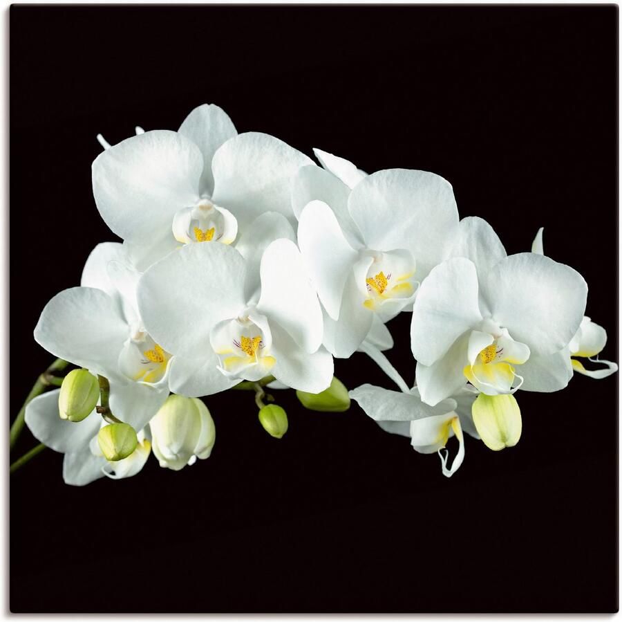 Artland Artprint Witte orchidee op een zwarte achtergrond als artprint op linnen poster muursticker in verschillende maten - Foto 2