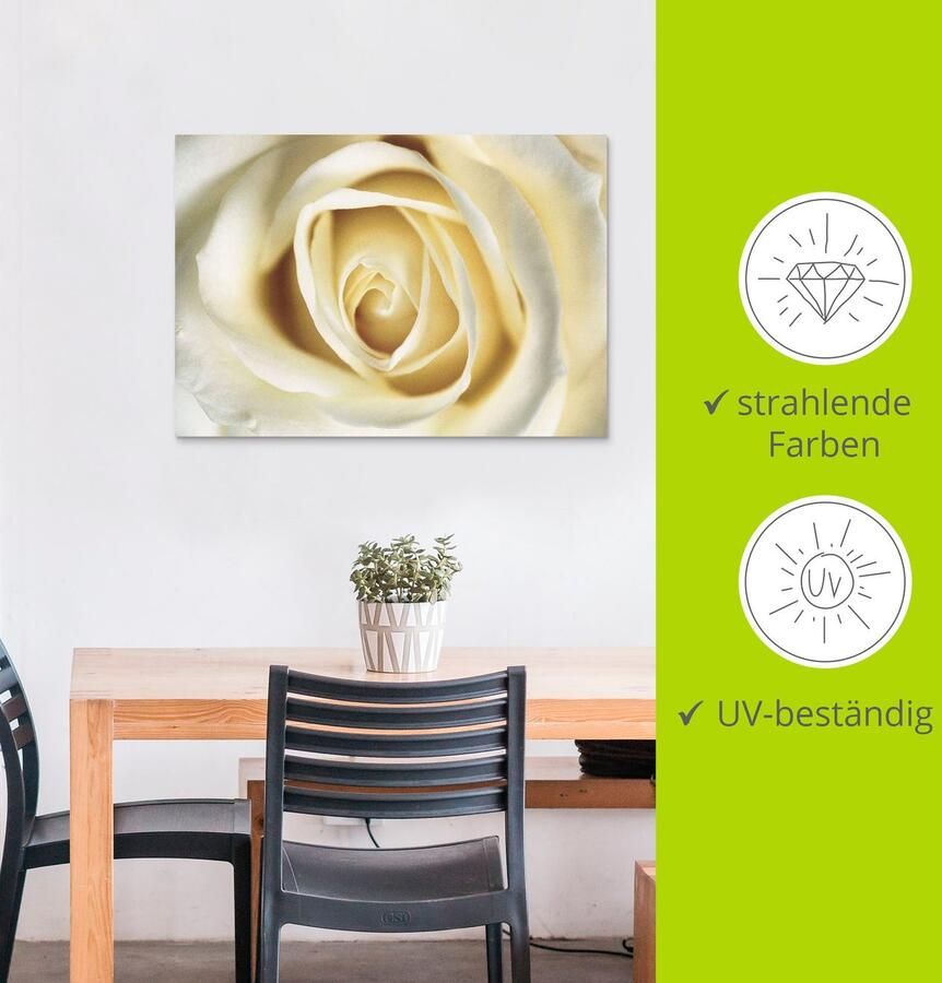 Artland Artprint Witte roos als artprint van aluminium artprint voor buiten artprint op linnen in verschillende maten - Foto 4