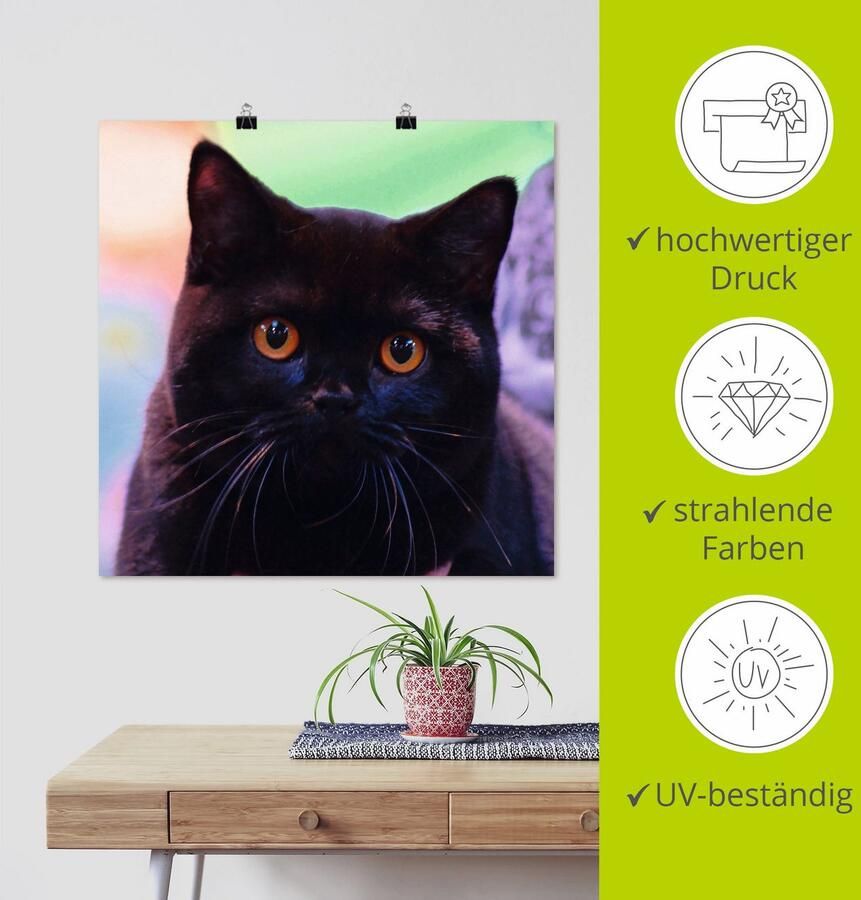 Artland Artprint Zwarte Britse korthaar kat als poster in verschillende formaten maten - Foto 4