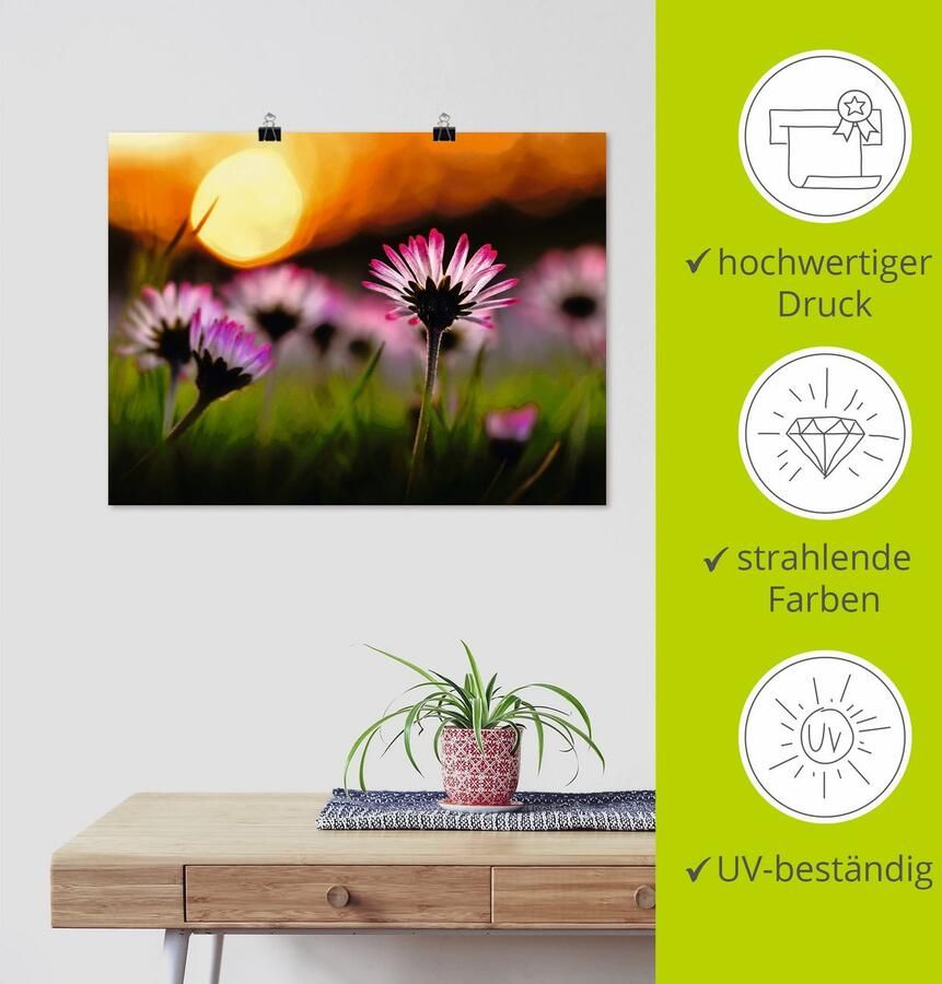 Artland Poster Madeliefje bij zonsondergang als artprint van aluminium artprint op linnen muursticker of poster in verschillende maten - Foto 3