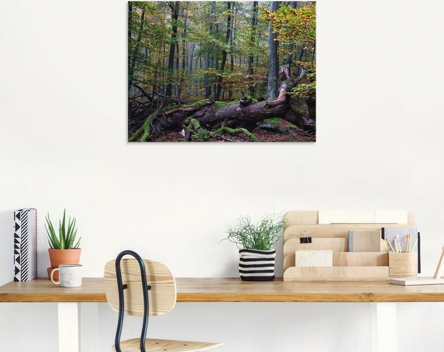 Artland Print op glas Een oude reus nieuwe leefomgeving - Foto 5