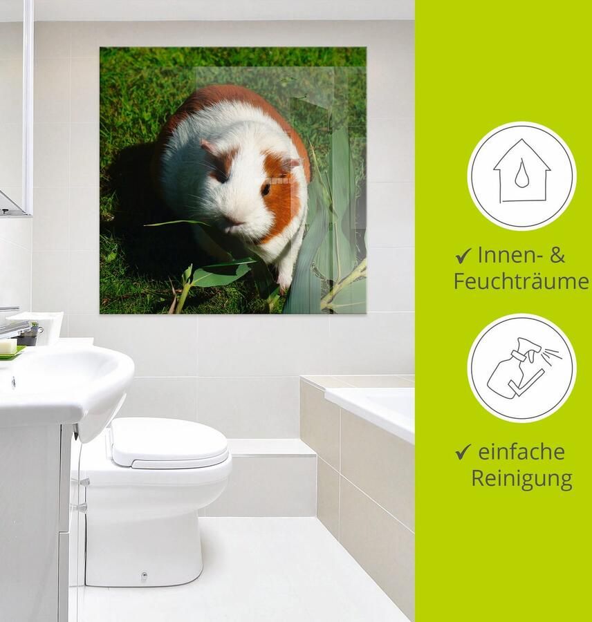 Artland Print op glas Oranje witte cavia in verschillende maten - Foto 3