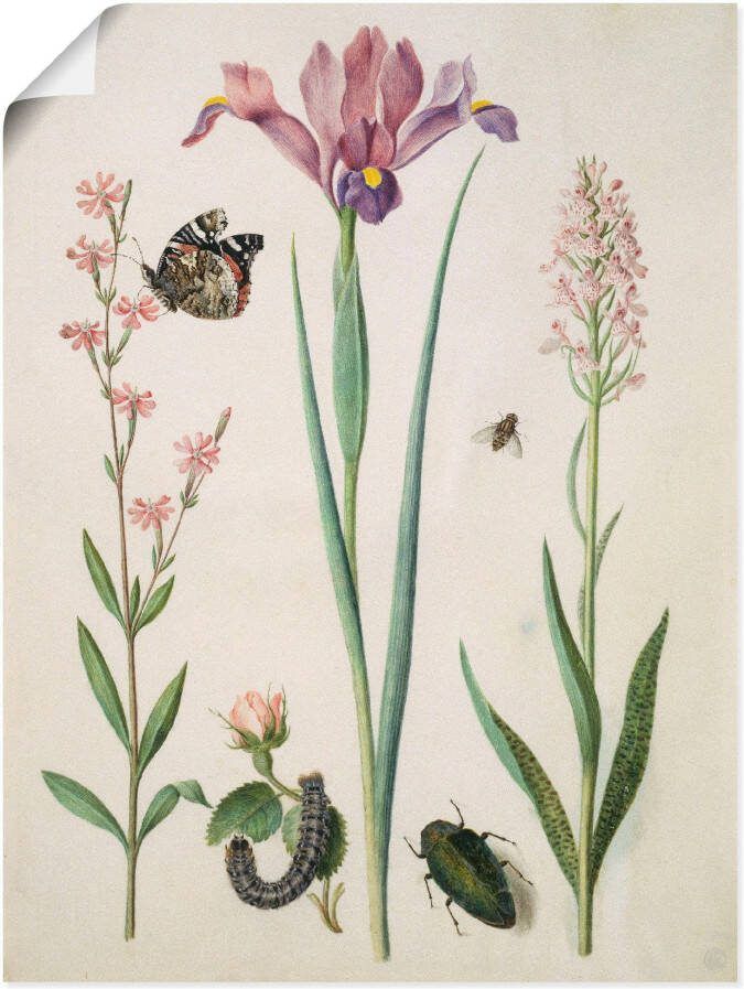 Artland Poster Admiraal roos iris orchid.