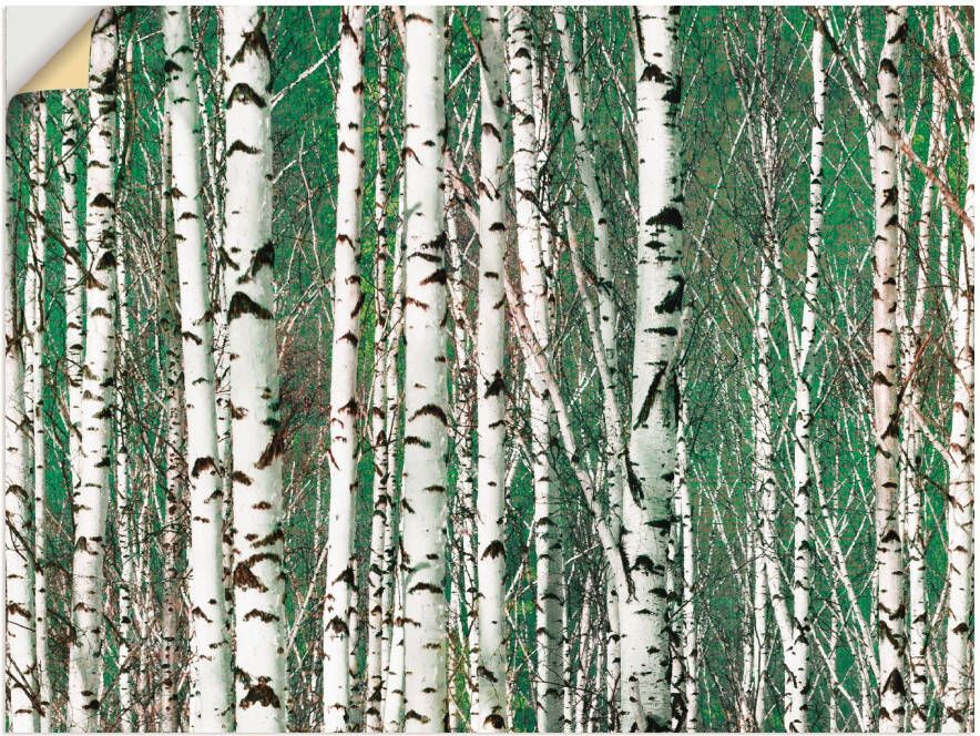 Artland Artprint Berkenbos bomen als artprint op linnen muursticker in verschillende maten - Foto 4