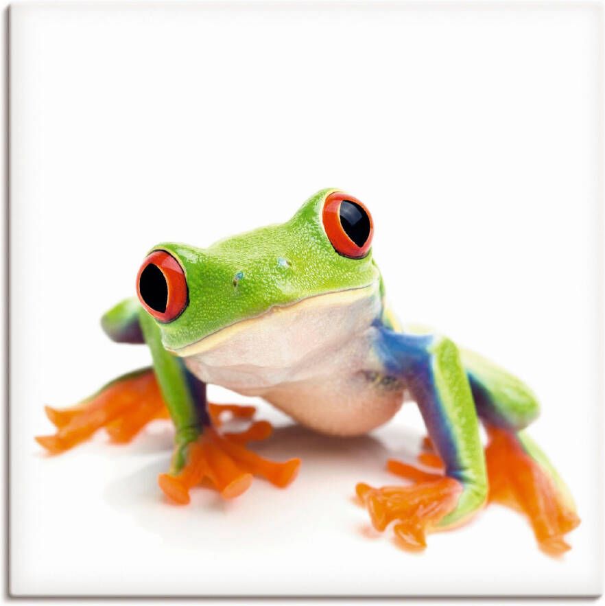 Artland Artprint Close up van een kikker voor wit als artprint van aluminium artprint voor buiten artprint op linnen in verschillende maten - Foto 6