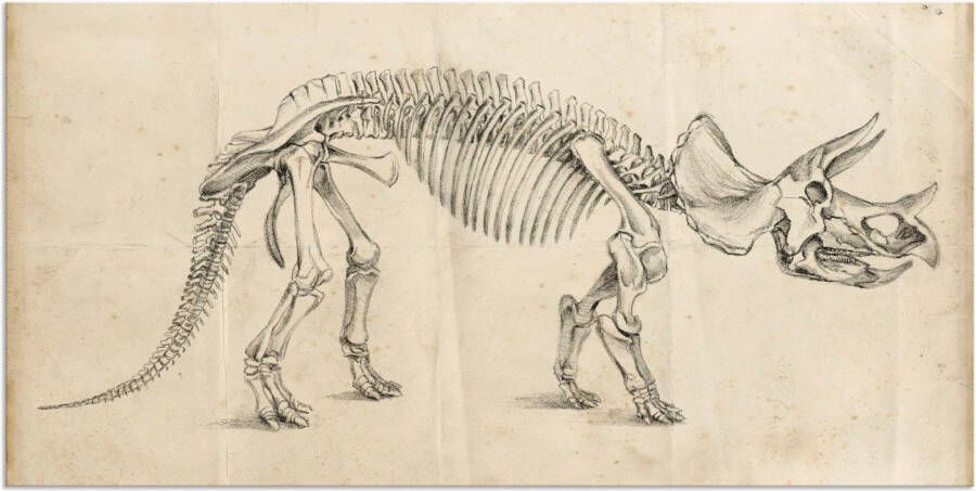 Artland Artprint Dinosauria leer II als artprint van aluminium artprint voor buiten poster in diverse formaten - Foto 7