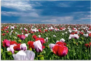 Artland Artprint Fleurige klaprozen in vele afmetingen & productsoorten artprint van aluminium artprint voor buiten artprint op linnen poster muursticker wandfolie ook geschikt voor de badkamer (1 stuk)