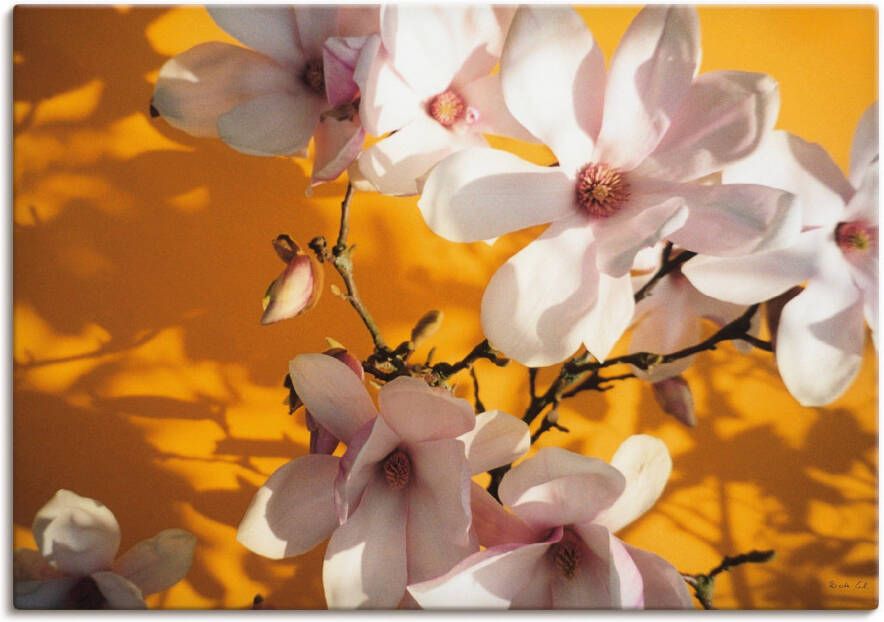 Artland Artprint Fotocollage magnolia als artprint op linnen poster in verschillende formaten maten
