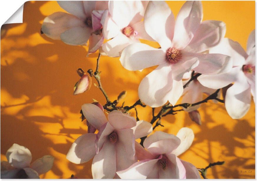 Artland Artprint Fotocollage magnolia als artprint op linnen poster in verschillende formaten maten - Foto 1