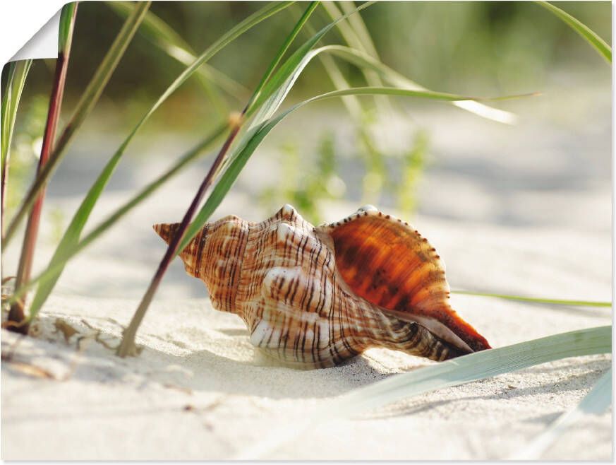 Artland Artprint Grote schelp op het strand als artprint op linnen poster muursticker in verschillende maten - Foto 4